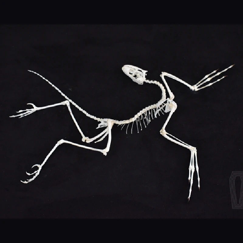 2120 Archaeopteryx Fossil Kuns – Fossil Replica Display Bewertung und Preis